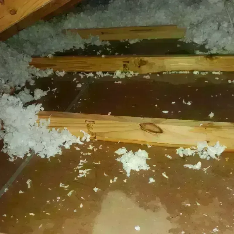 Attic Water Damage in Jourdanton, TX