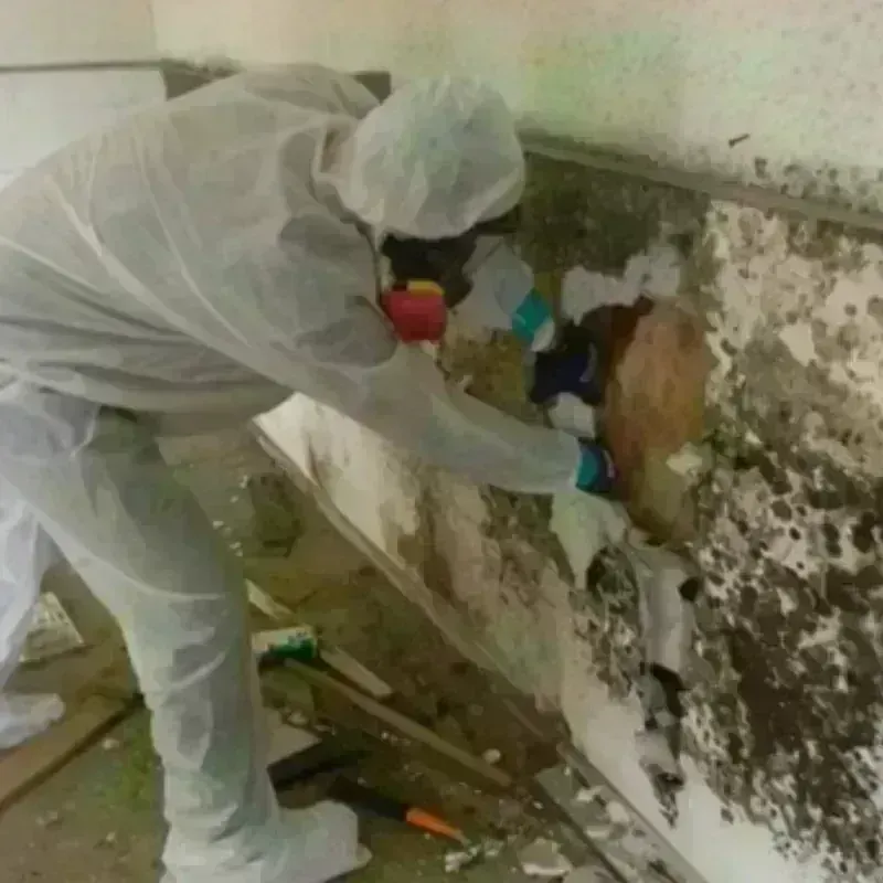 Mold Remediation and Removal in Jourdanton, TX